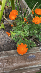 Calendula officinalis