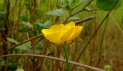 Ranunculus acris acris