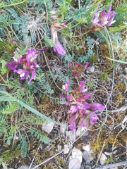 Astragalus buschiorum
