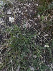 Oxytropis dasypoda