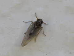 Laodelphax striatella