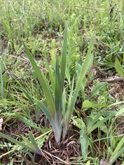 Iris verna smalliana