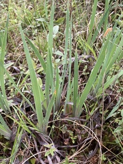 Iris verna smalliana