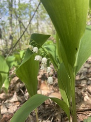 Convallaria pseudomajalis