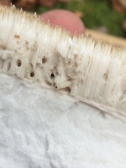 Mycetophila forcipata