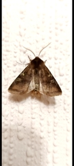 Cerastis leucographa