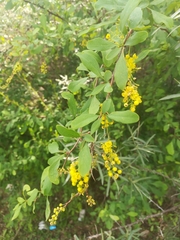 Berberis iberica
