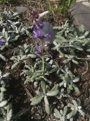Salvia canescens