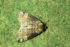 Tetheella fluctuosa