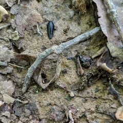Necrophila americana