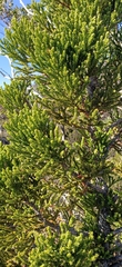 Athrotaxis selaginoides