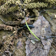 Necrophila americana