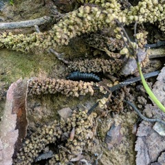 Necrophila americana
