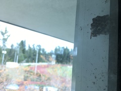 Mischocyttarus mexicanus cubicola