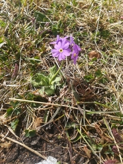 Primula algida