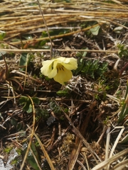 Viola oreades