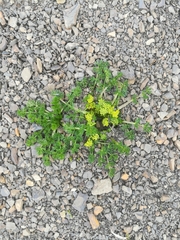 Chamaesciadium acaule