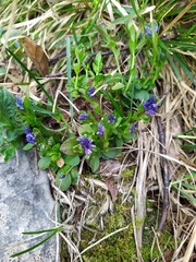 Polygala amara brachyptera