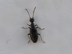 Microhoria versicolor