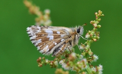 Pyrgus malvae