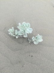 Convolvulus persicus