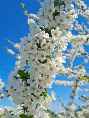Prunus cerasifera pissardii