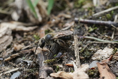 Andrena bradleyi