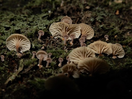 Xeromphalina podocarpi image