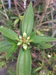 Melastoma malabathricum