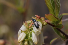 Lasioglossum coeruleum