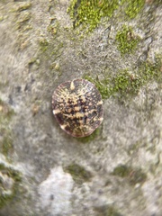Pulvinaria regalis