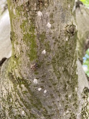 Pulvinaria regalis