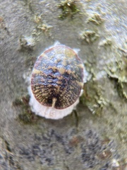 Pulvinaria regalis