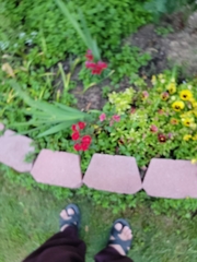 Gladiolus × hortulanus