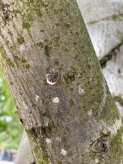 Pulvinaria regalis