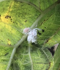 Coccoidea