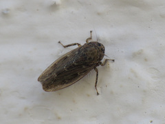 Euscelidius variegatus