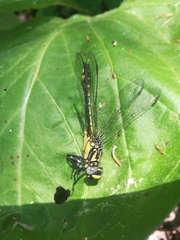 Gomphus schneiderii