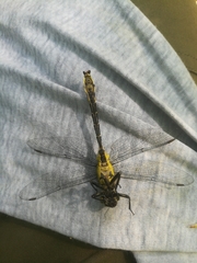 Gomphus schneiderii