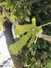 Hymenoptera
