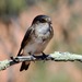 Tree Martin - Photo (c) cinclosoma, some rights reserved (CC BY-NC), uploaded by cinclosoma