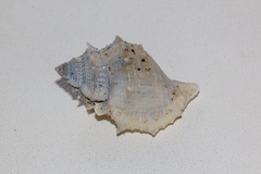 Bufonaria rana