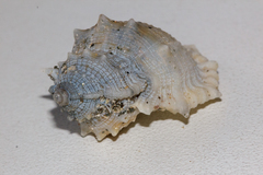 Bufonaria rana