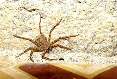 Selenops radiatus