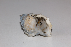 Bufonaria rana