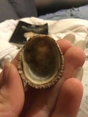 Siphonaria funiculata