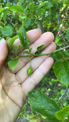 Halleria lucida