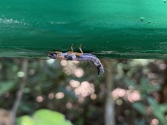 Cranopygia