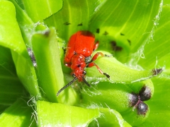 Lilioceris faldermanni