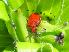 Lilioceris faldermanni